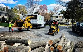 Gordon, GA Tree Removal Services Company