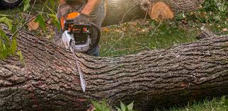 How Our Tree Care Process Works  in  Gordon, GA